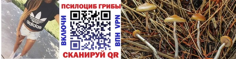 наркотики Звенигово Псилоцибиновые грибы Magic Shrooms